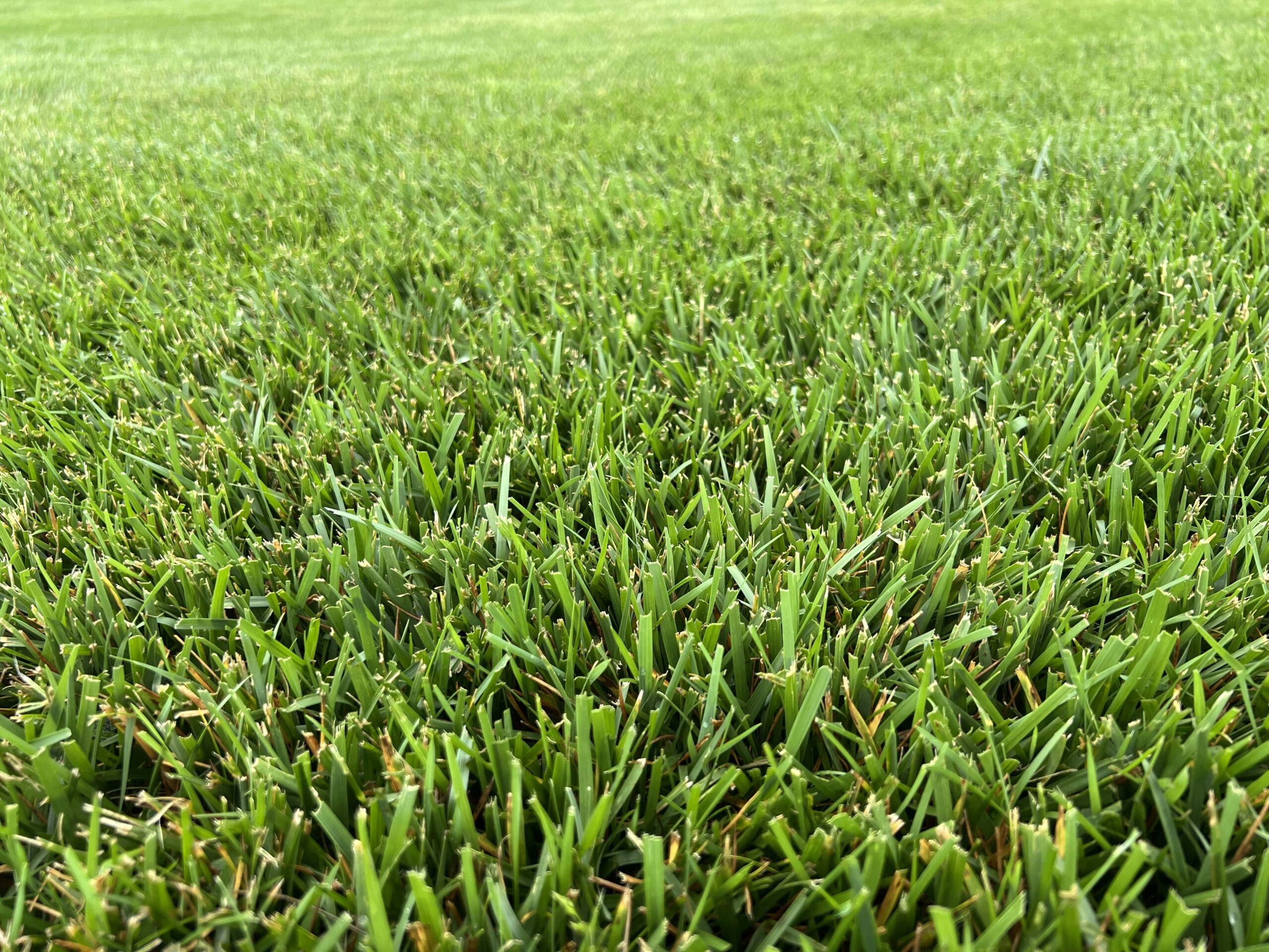 Raleigh Turfgrass Field Day